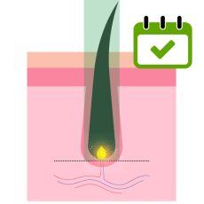 Phase anagène - Epilation laser efficace